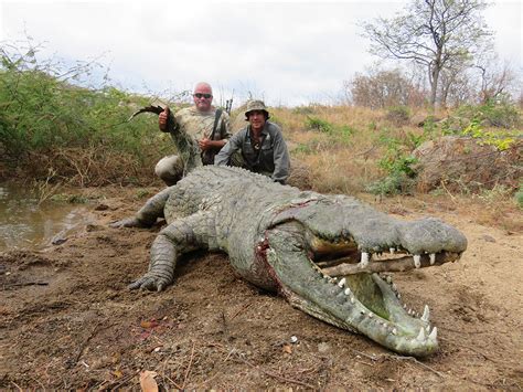 man eaten by crocodile